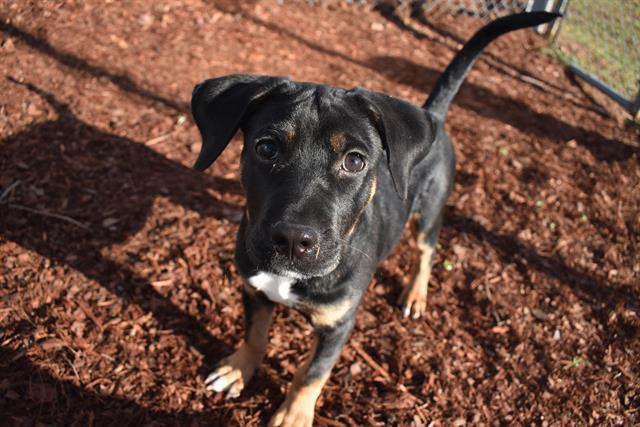 HAMM, Adoptable, Puppy Male Rottweiler & Mixed Breed.