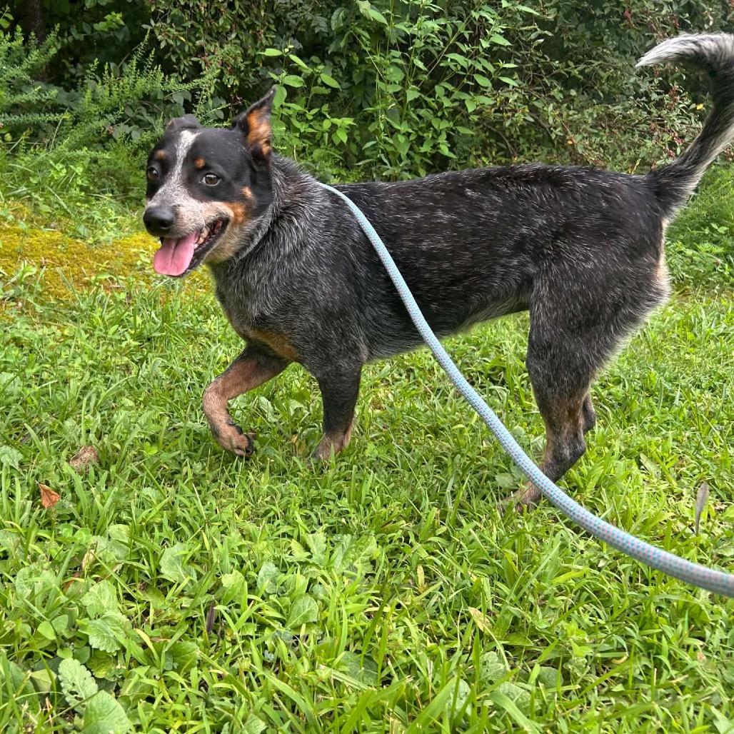 Enlarge Honey, a Adoptable mixed breed in Caryville, TN image 1/6