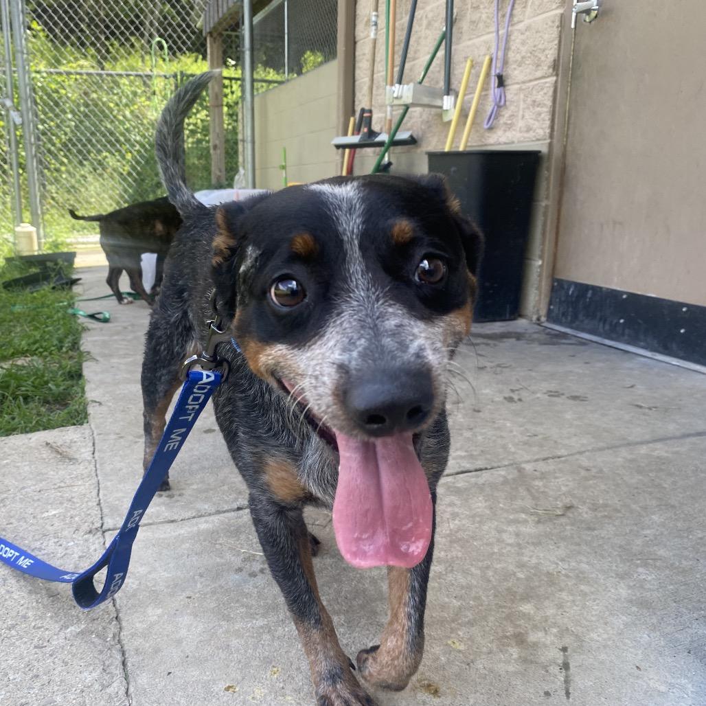 Enlarge Honey, a Adoptable mixed breed in Caryville, TN image 2/6