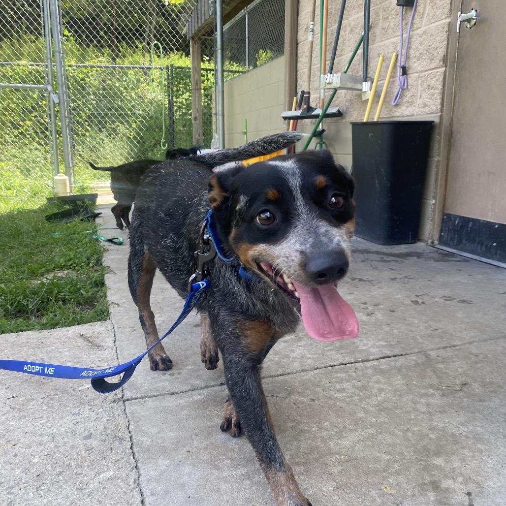 Enlarge Honey, a Adoptable mixed breed in Caryville, TN image 3/6