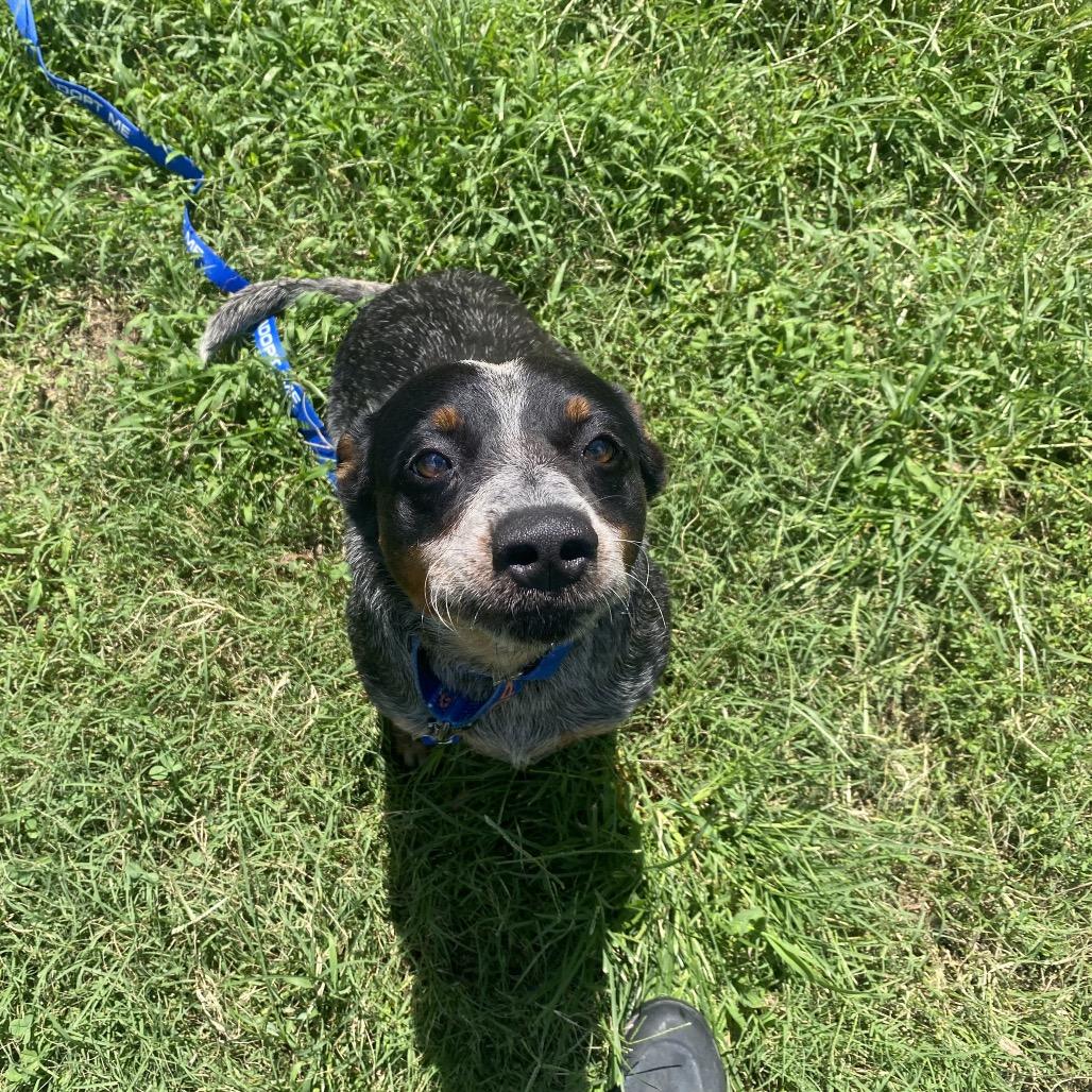Enlarge Honey, a Adoptable mixed breed in Caryville, TN image 4/6