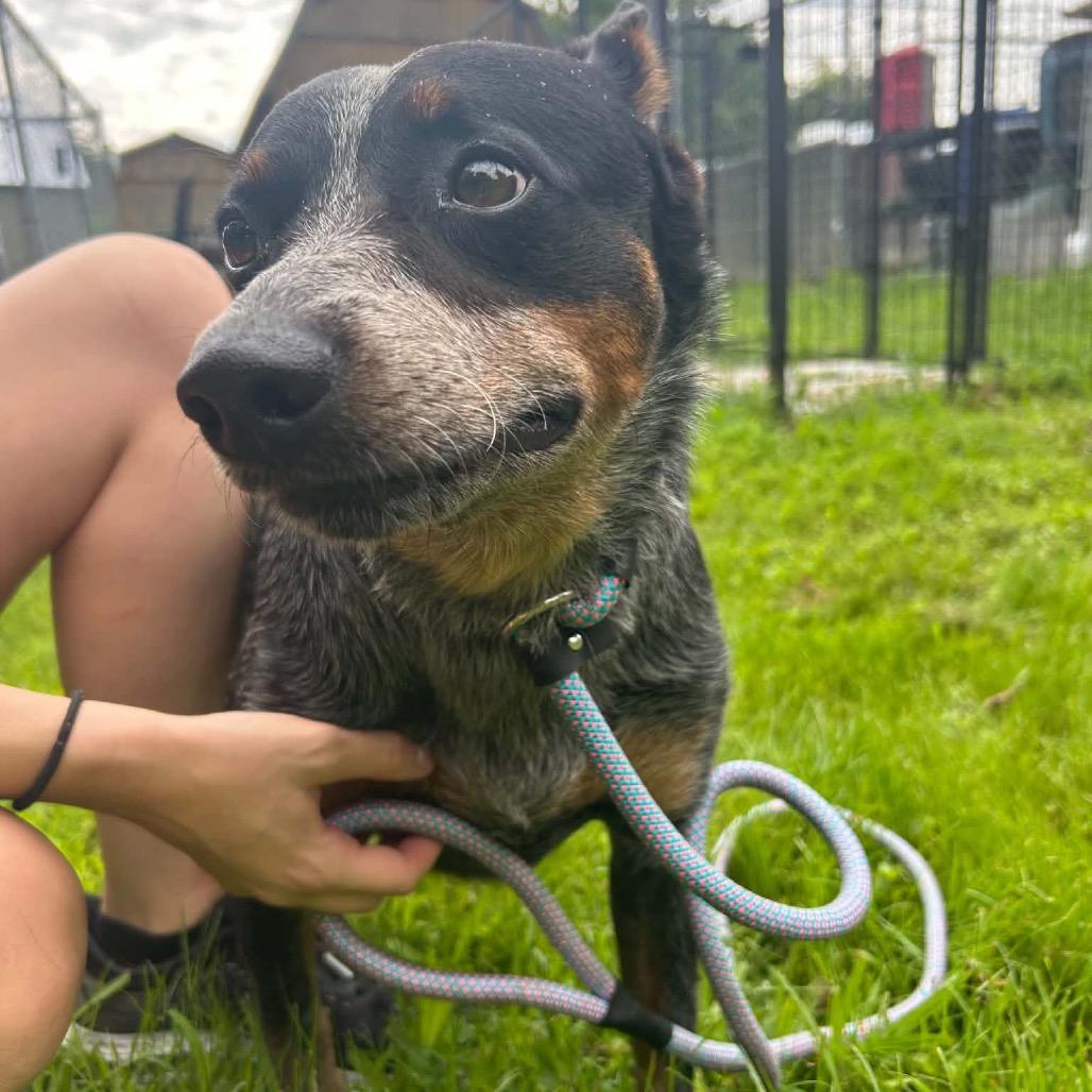 Enlarge Honey, a Adoptable mixed breed in Caryville, TN image 5/6