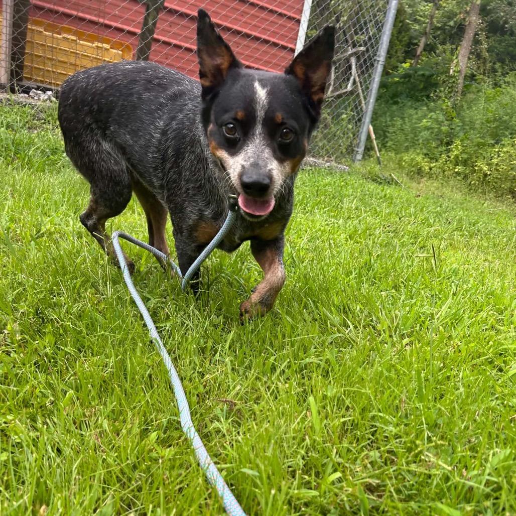 Enlarge Honey, a Adoptable mixed breed in Caryville, TN image 6/6