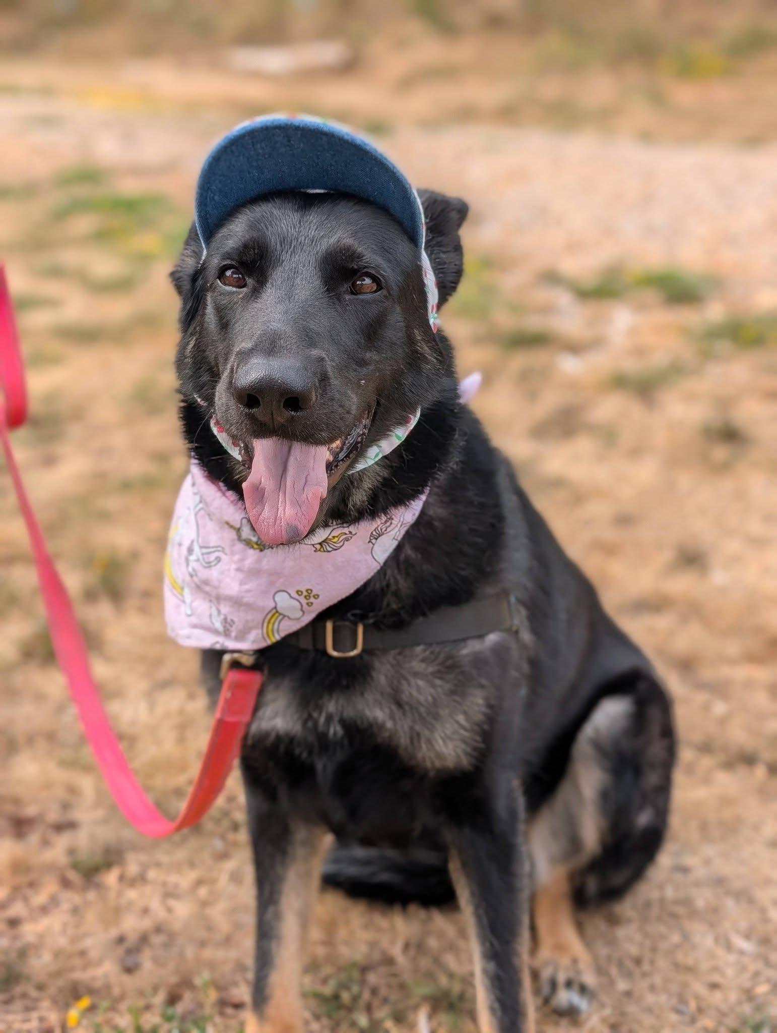 Bonnie, an adoptable mixed breed in Bellingham, WA image 2/5