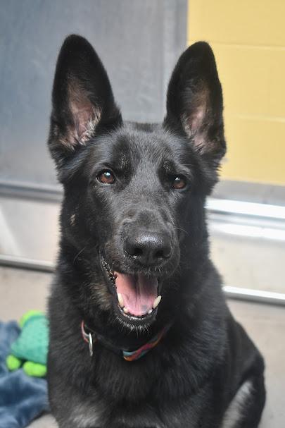 Bonnie, ADOPTABLE, Adult Female German Shepherd Dog.