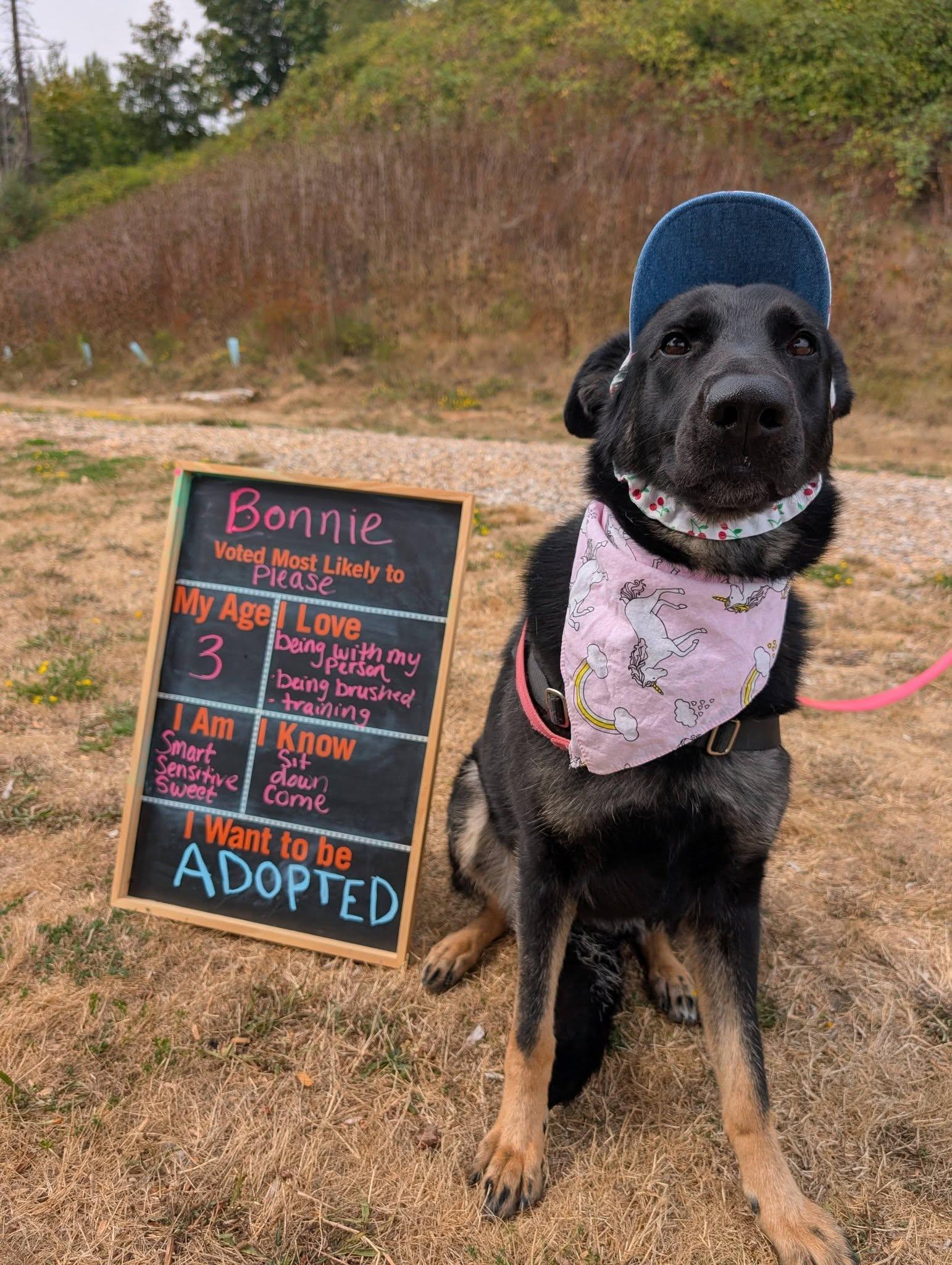 Bonnie, adoptable, Adult Female German Shepherd Dog.