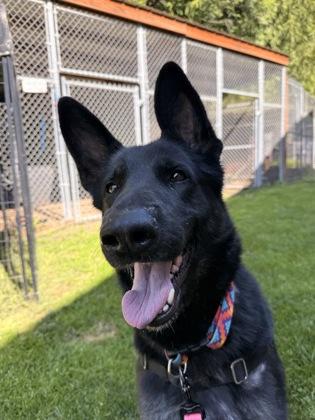 Enlarge Bonnie, a ADOPTABLE mixed breed in Bellingham, WA image 1/2