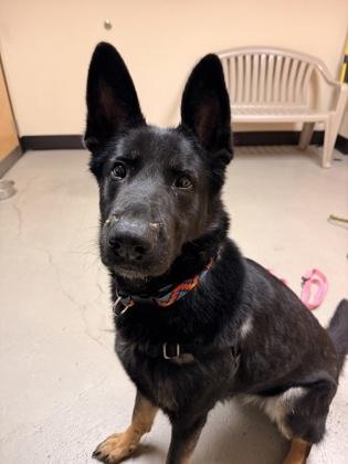 Enlarge Bonnie, a ADOPTABLE mixed breed in Bellingham, WA image 2/2