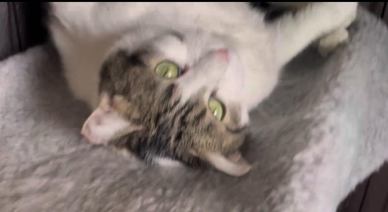 Enlarge Medusa, a Adoptable Domestic Short Hair in Reno, NV image 3/4