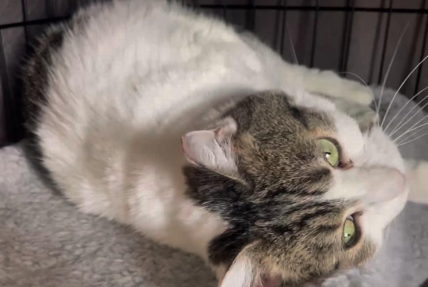 Enlarge Medusa, a Adoptable Domestic Short Hair in Reno, NV image 2/4