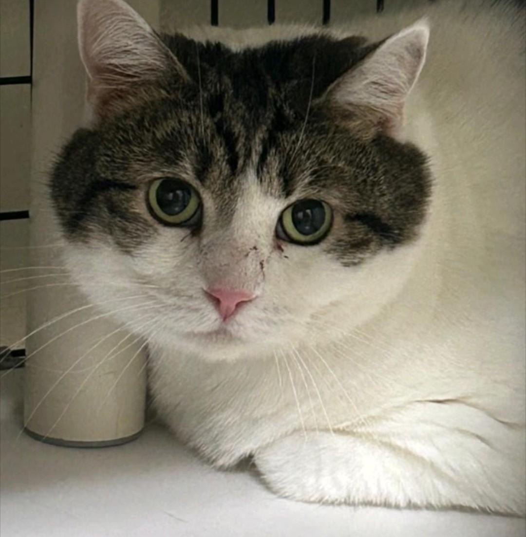 Enlarge Medusa, a Adoptable Domestic Short Hair in Reno, NV image 4/4