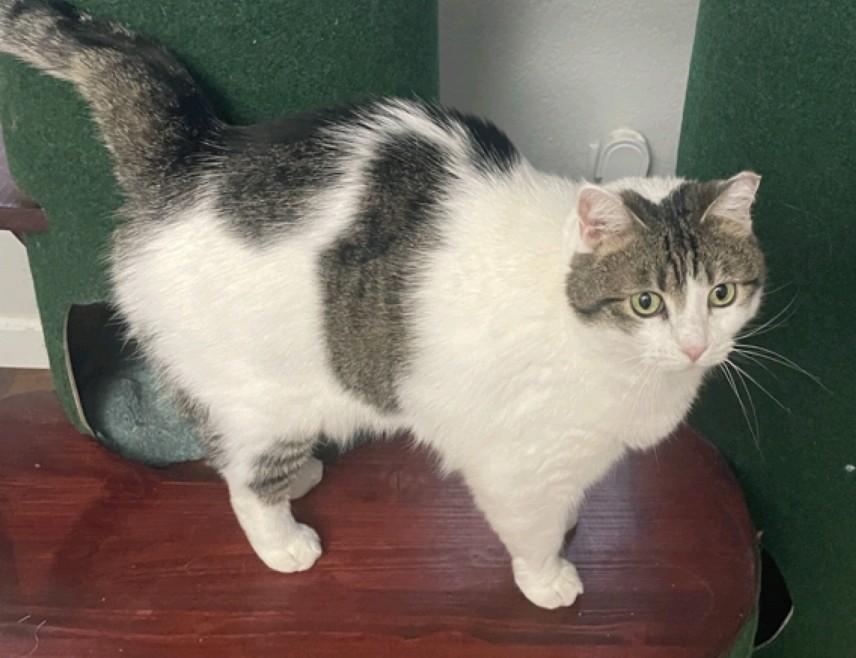 Enlarge Medusa, a ADOPTABLE Domestic Medium Hair in Reno, NV image 3/5