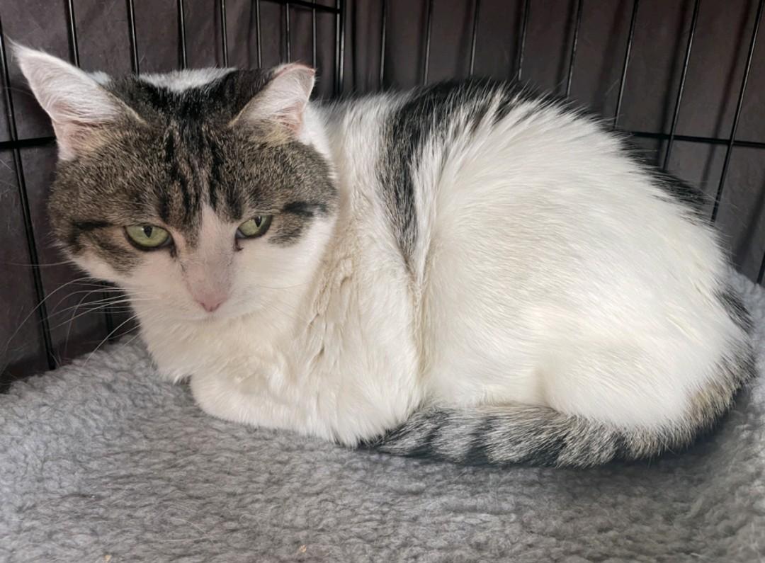 Medusa, ADOPTABLE, Adult Female Domestic Medium Hair.