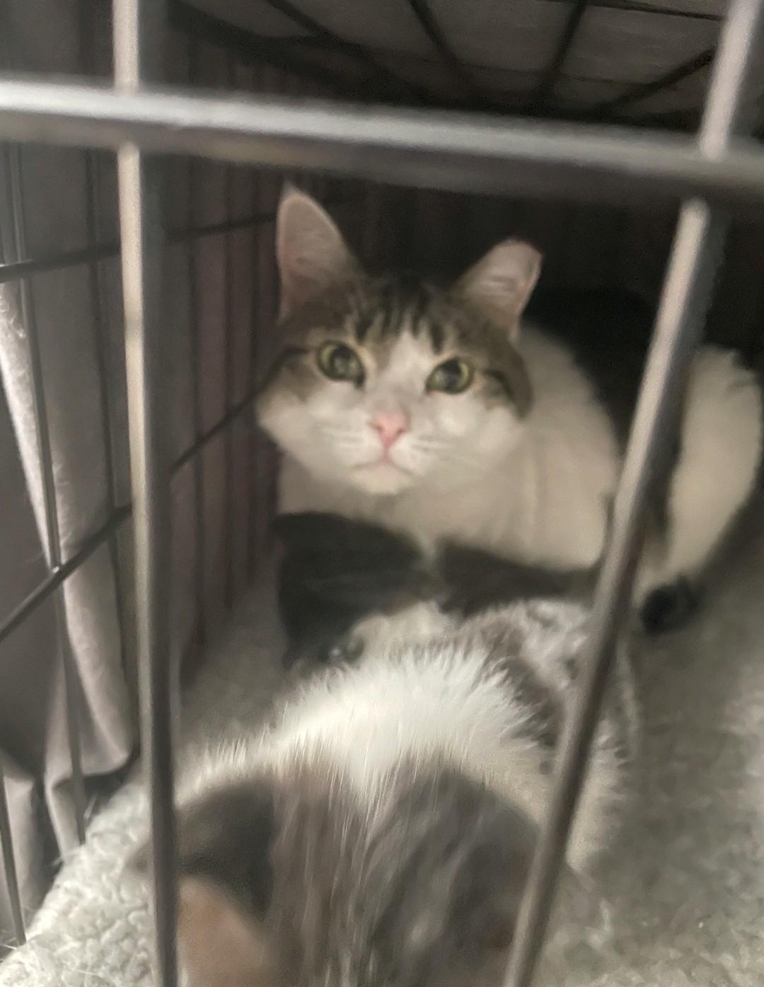 Enlarge Medusa, a ADOPTABLE Domestic Medium Hair in Reno, NV image 5/5