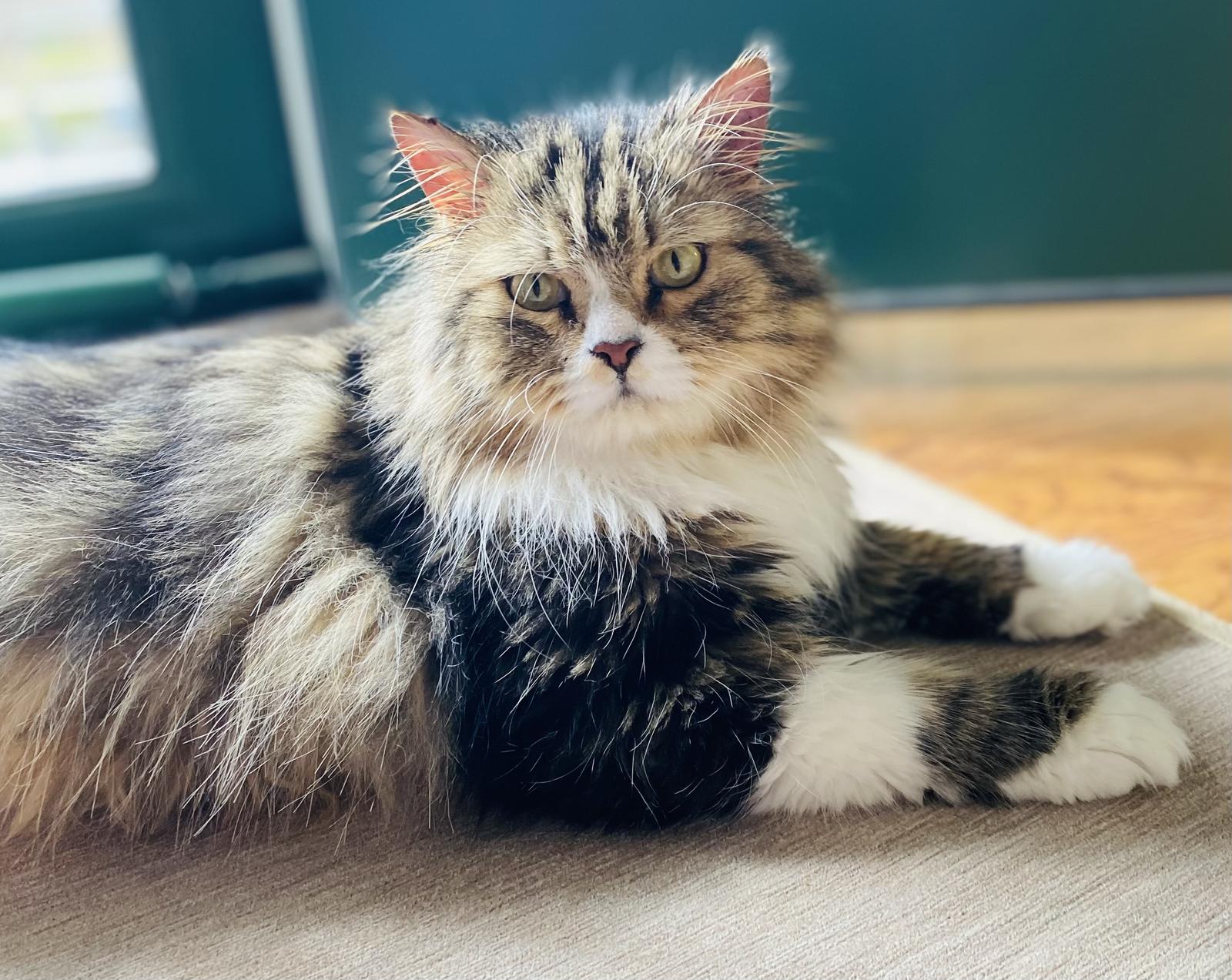 Flora, Adopted, Adult Female Himalayan & Maine Coon.
