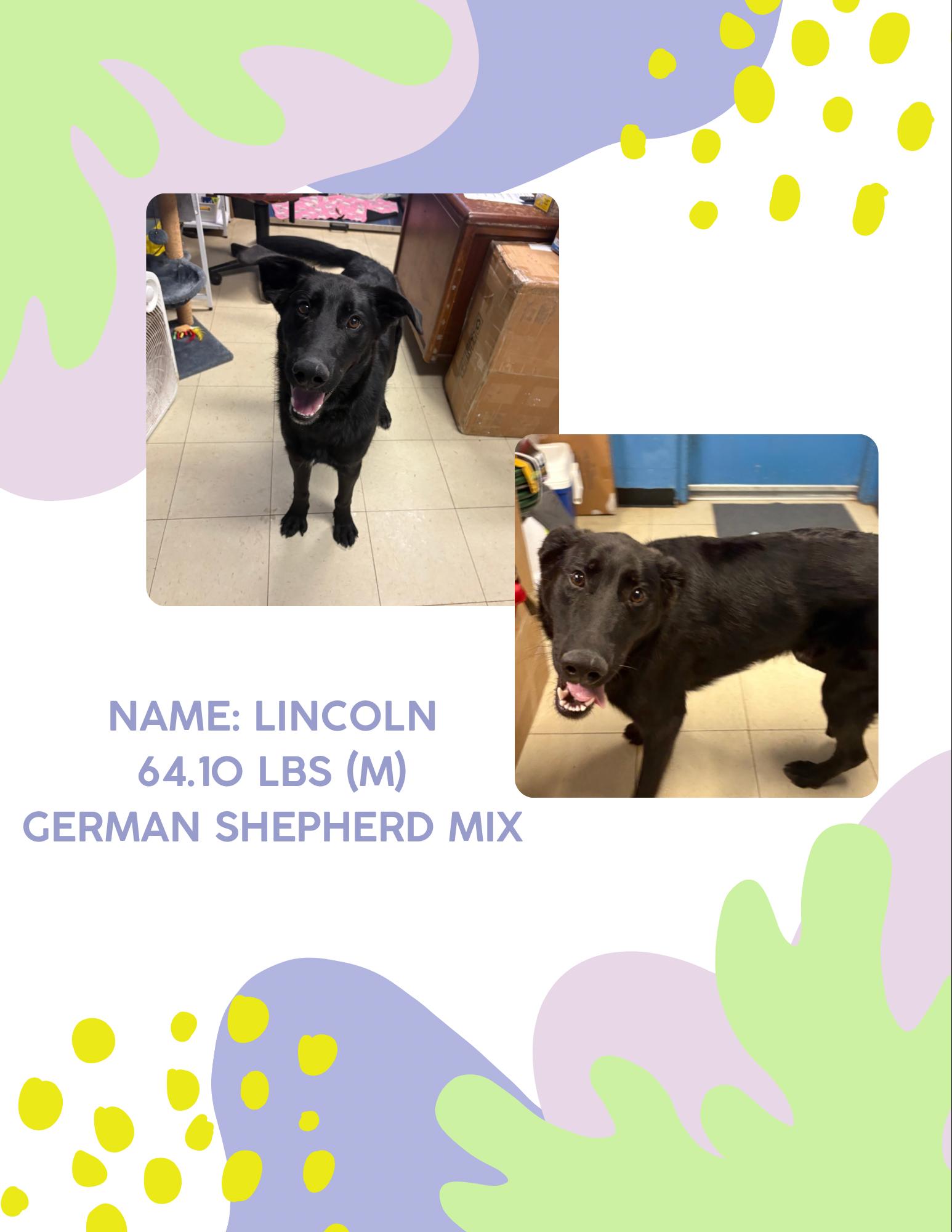 Lincoln, Adoptable, Young Male German Shepherd Dog.