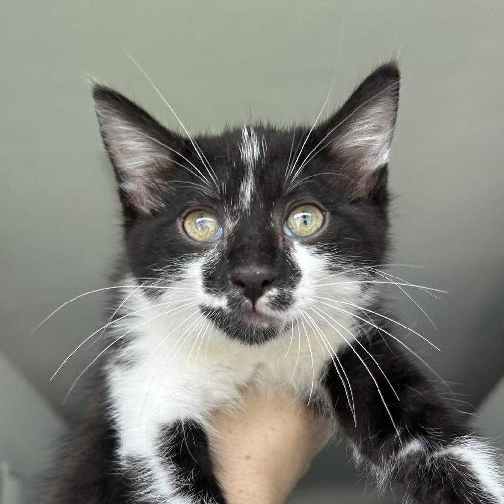 Oreo, Adoptable, Kitten Male Domestic Short Hair.