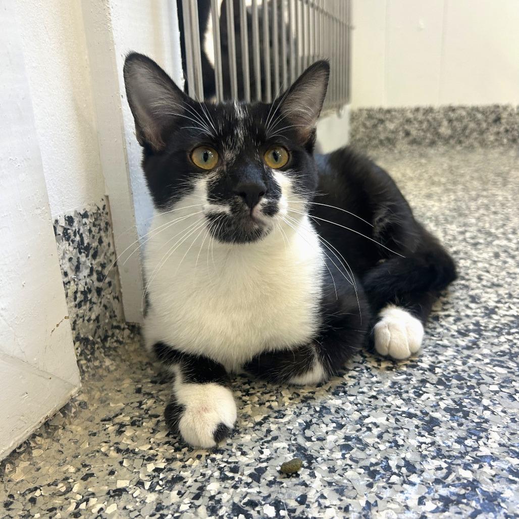 Enlarge Oreo, a Adoptable Domestic Short Hair in St. Louis, MO image 2/5