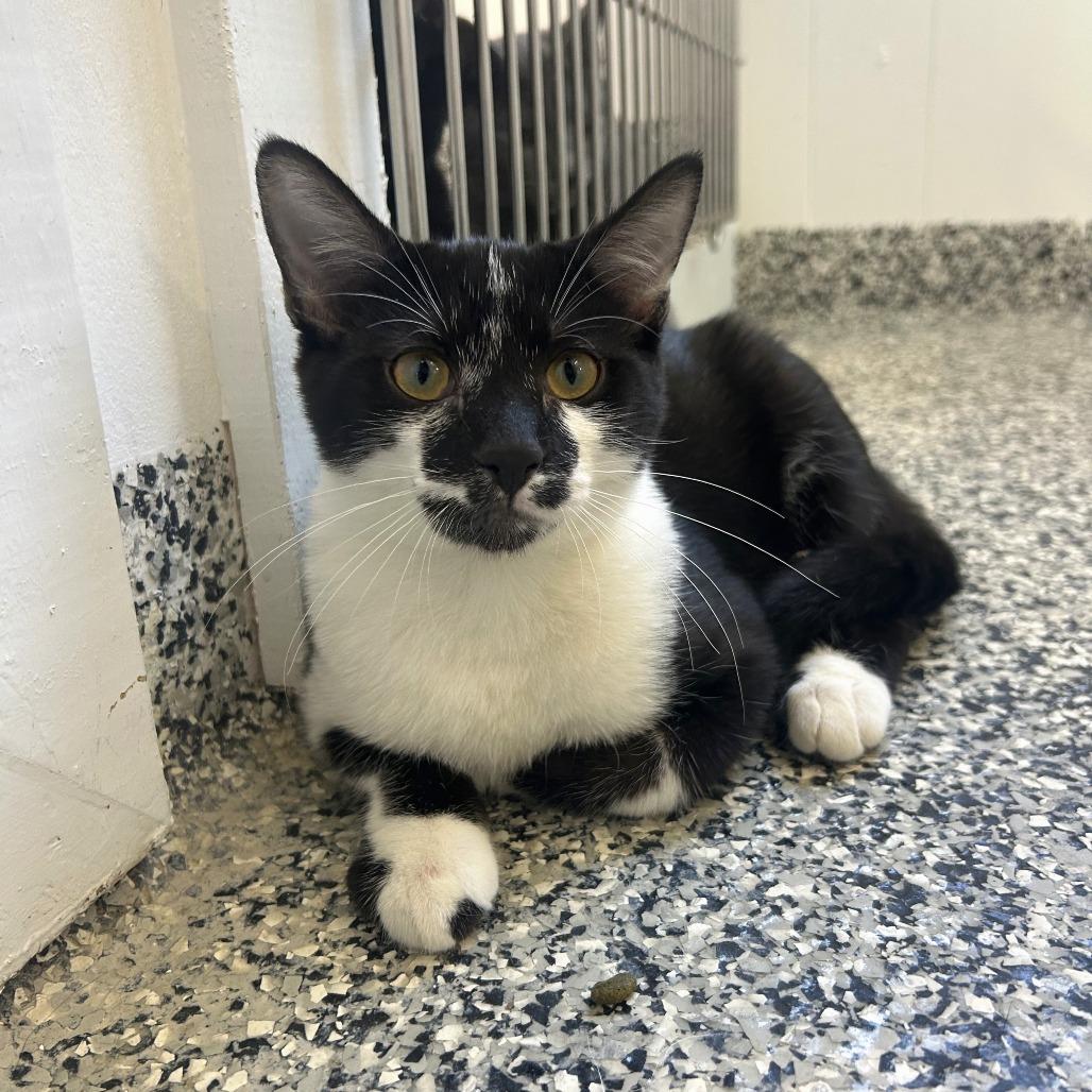 Enlarge Oreo, a Adoptable Domestic Short Hair in St. Louis, MO image 3/5