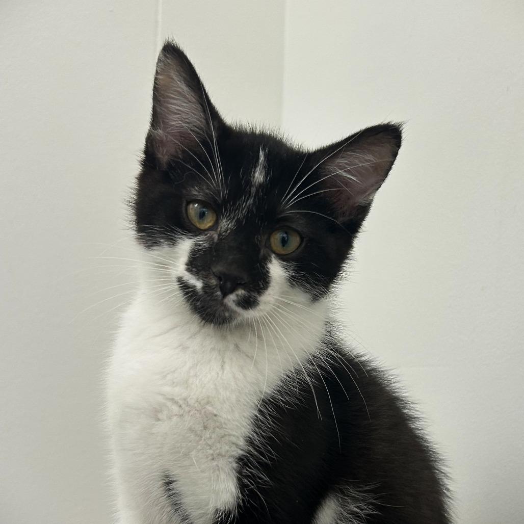 Oreo, a Adoptable Domestic Short Hair in St. Louis, MO image 2/3