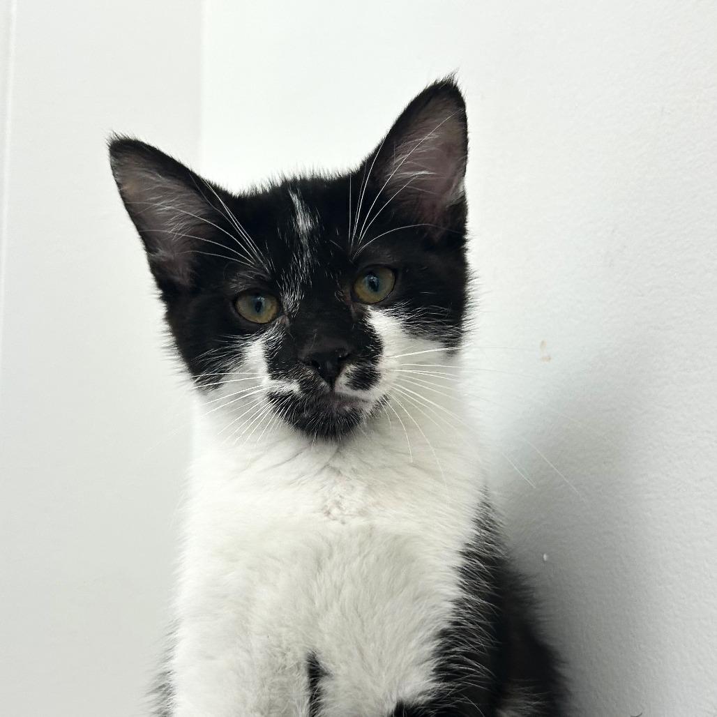 Oreo, a Adoptable Domestic Short Hair in St. Louis, MO image 3/3
