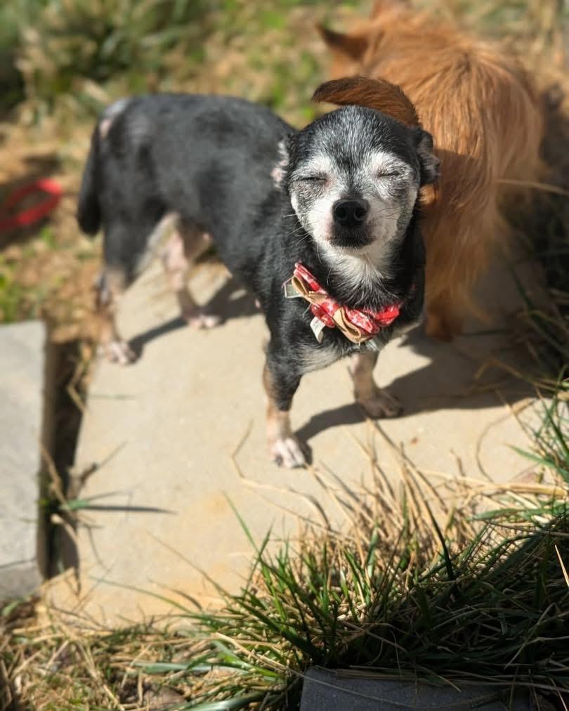 Enlarge Agatha Crispy, a Adoptable Chihuahua in Richmond, KY image 1/5