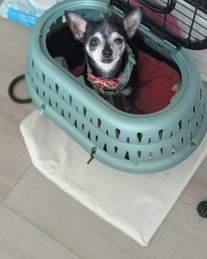 Enlarge Agatha Crispy, a Adoptable Chihuahua in Richmond, KY image 2/5