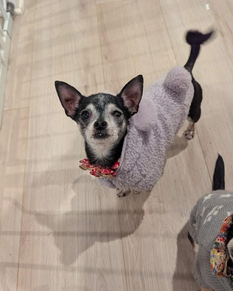 Enlarge Agatha Crispy, a Adoptable Chihuahua in Richmond, KY image 3/5