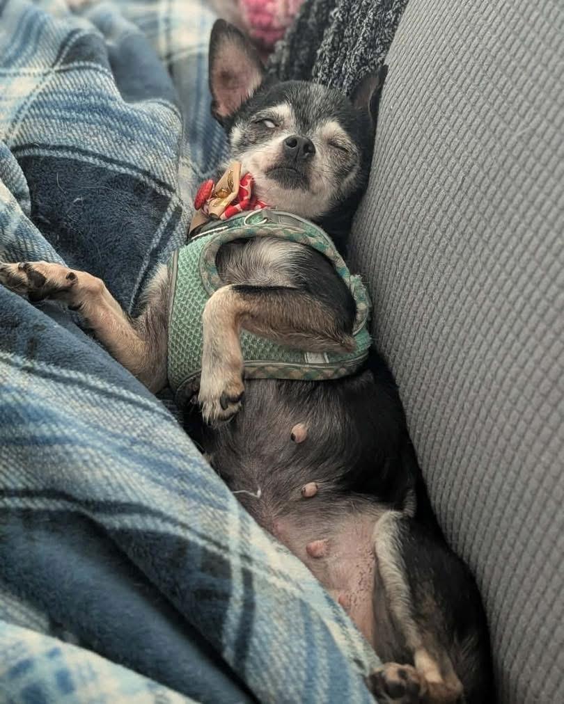 Enlarge Agatha Crispy, a Adoptable Chihuahua in Richmond, KY image 4/5