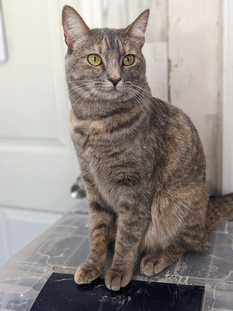 Mable, Adoptable, Adult Female Domestic Short Hair.