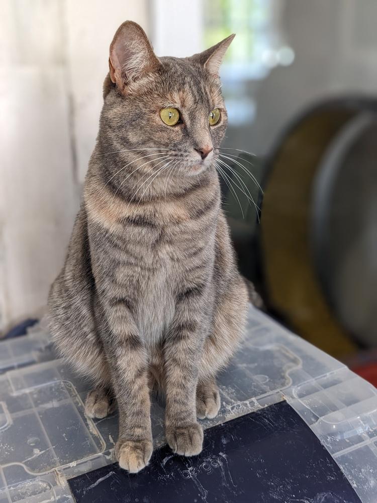 Enlarge Mable, a Adoptable Domestic Short Hair in Lewisburg, TN image 2/3