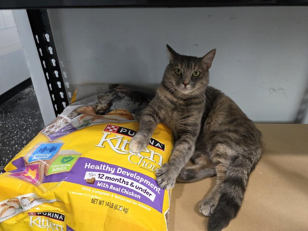 Enlarge Mable, a Adoptable Domestic Short Hair in Lewisburg, TN image 3/3