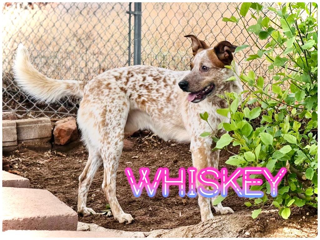Enlarge Whiskey, a ADOPTABLE Australian Cattle Dog / Blue Heeler in Saint George, UT image 1/1