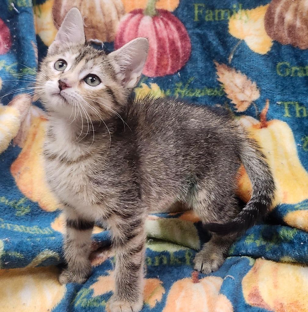 Enlarge Ginger, a Adoptable mixed breed in Little Rock, AR image 1/1