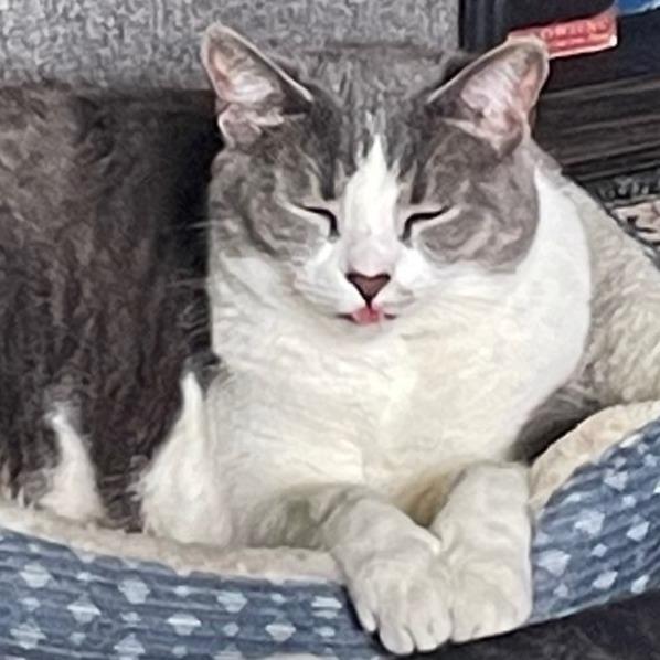 Missy, Adoptable, Senior Female Domestic Short Hair.