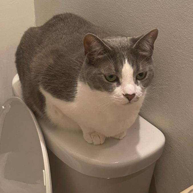 Missy, a Adoptable Domestic Short Hair in Simpsonville, SC image 2/5