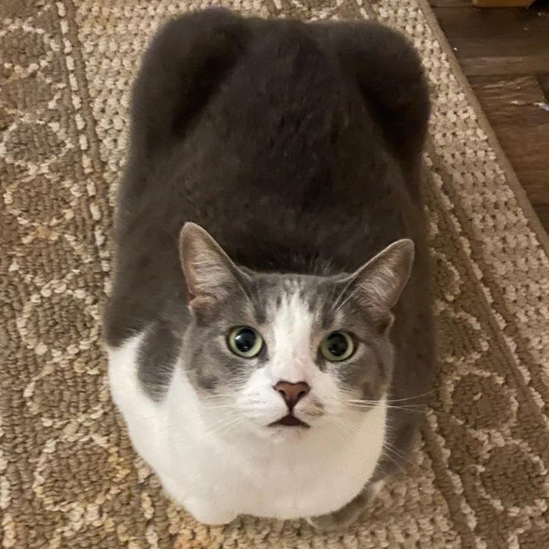 Missy, a Adoptable Domestic Short Hair in Simpsonville, SC image 4/5