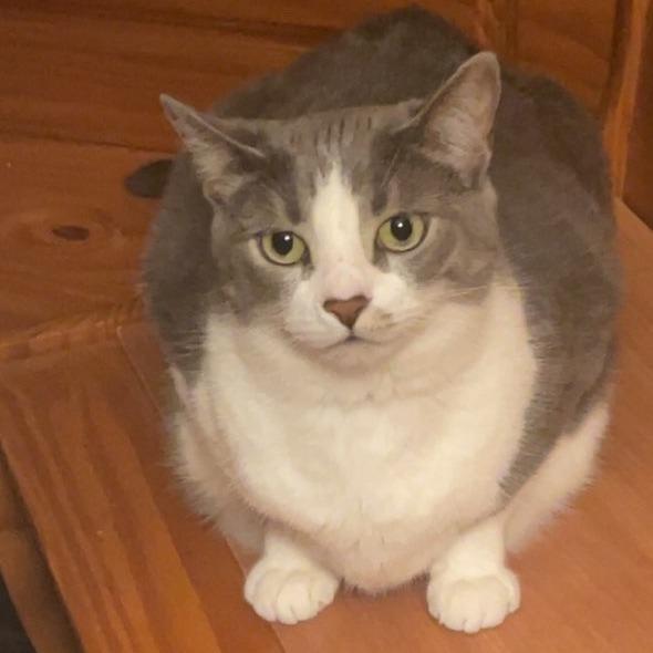 Missy, a Adoptable Domestic Short Hair in Simpsonville, SC image 5/5
