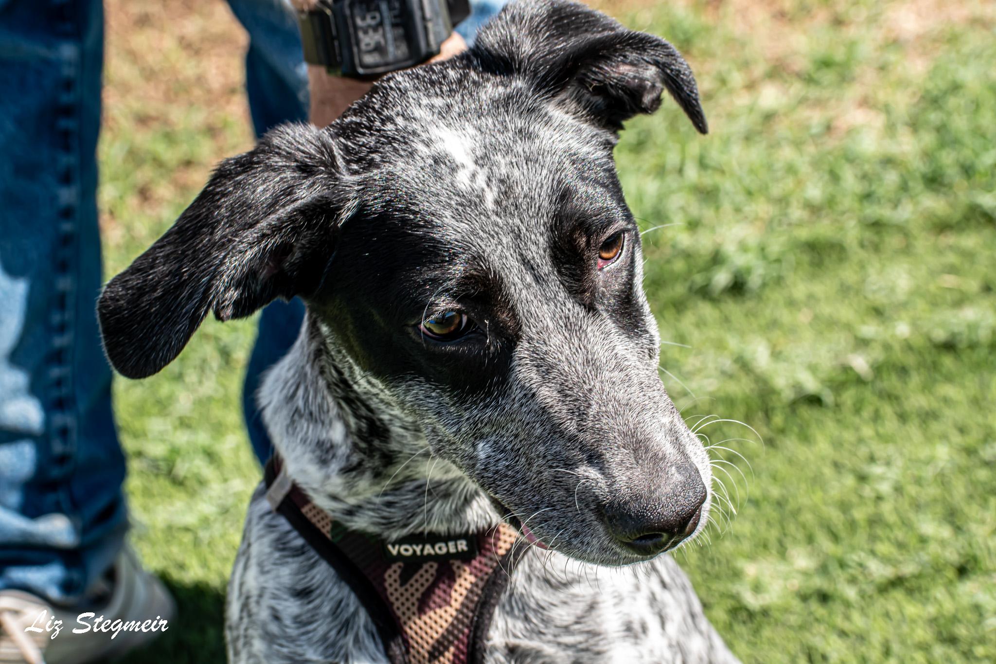 Enlarge Cowboy, a Adopted mixed breed in Mayer, AZ image 1/1
