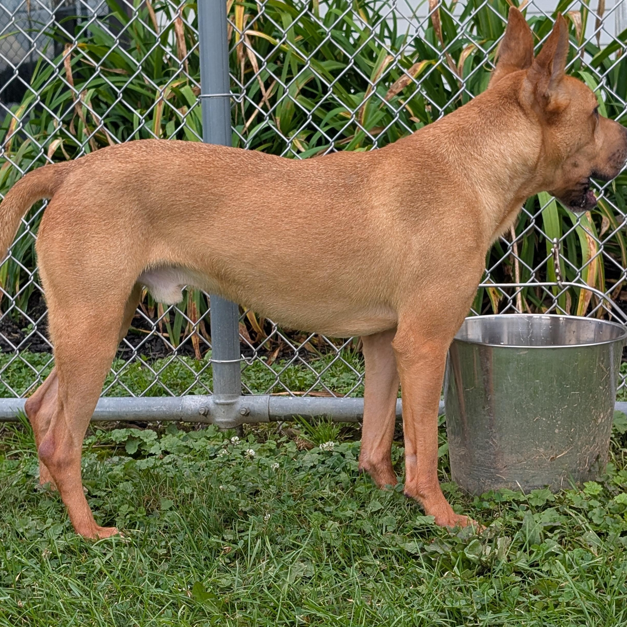Enlarge 184027 King, a Adoptable Mixed Breed in Ravenna, OH image 5/6