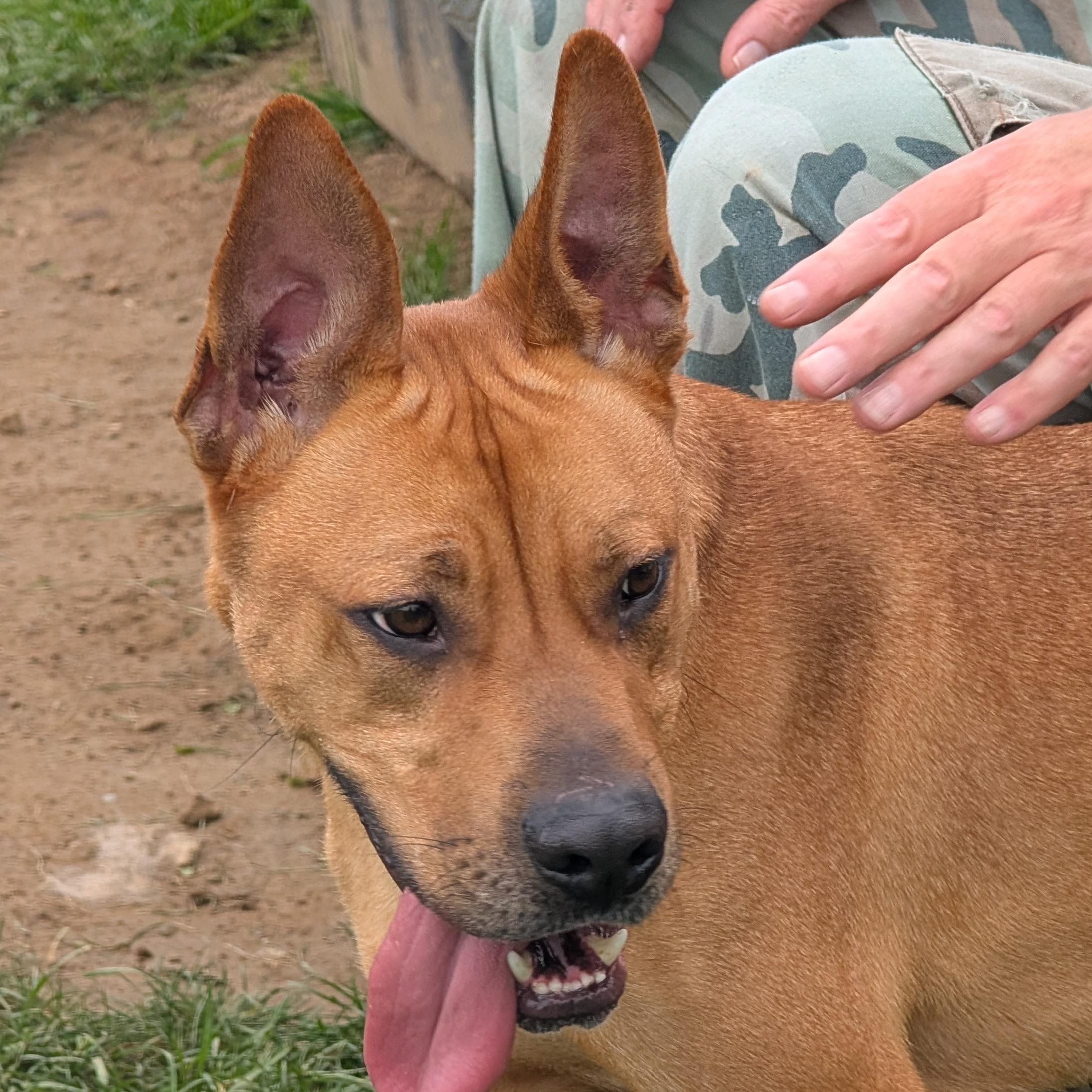 184027 King, Adoptable, Adult Male Mixed Breed.
