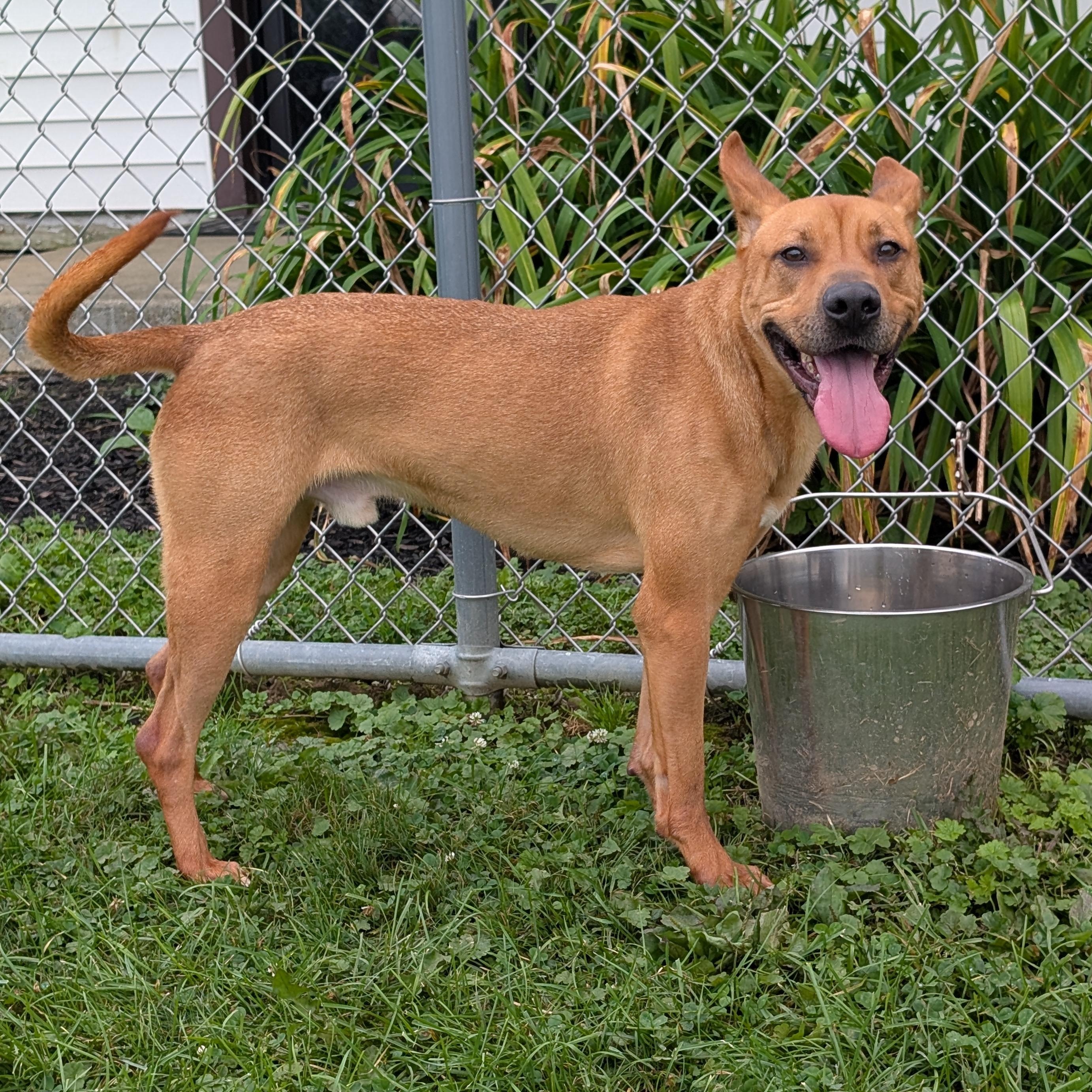 Enlarge 184027 King, a Adoptable Mixed Breed in Ravenna, OH image 3/6
