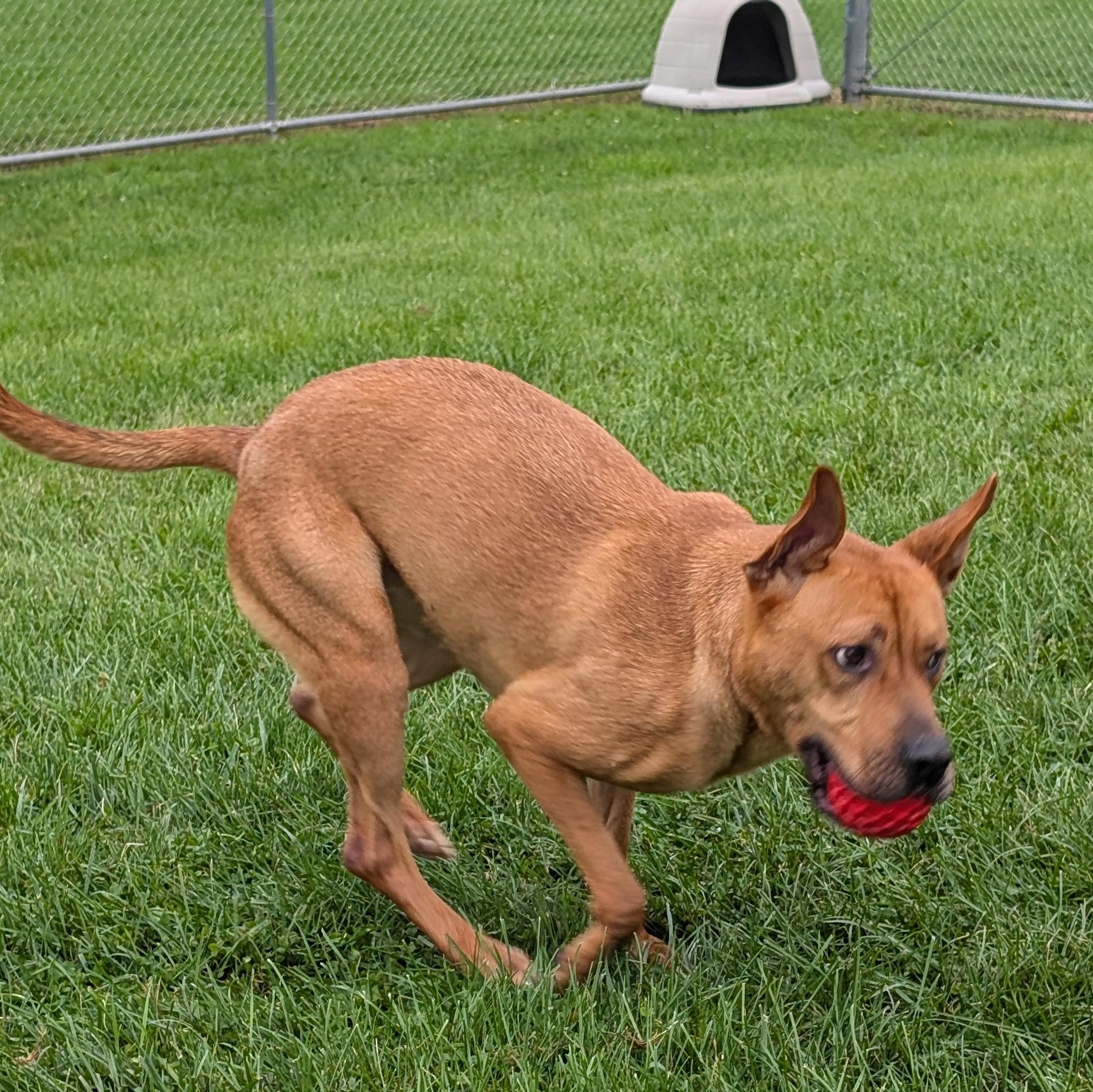 Enlarge 184027 King, a Adoptable Mixed Breed in Ravenna, OH image 4/6
