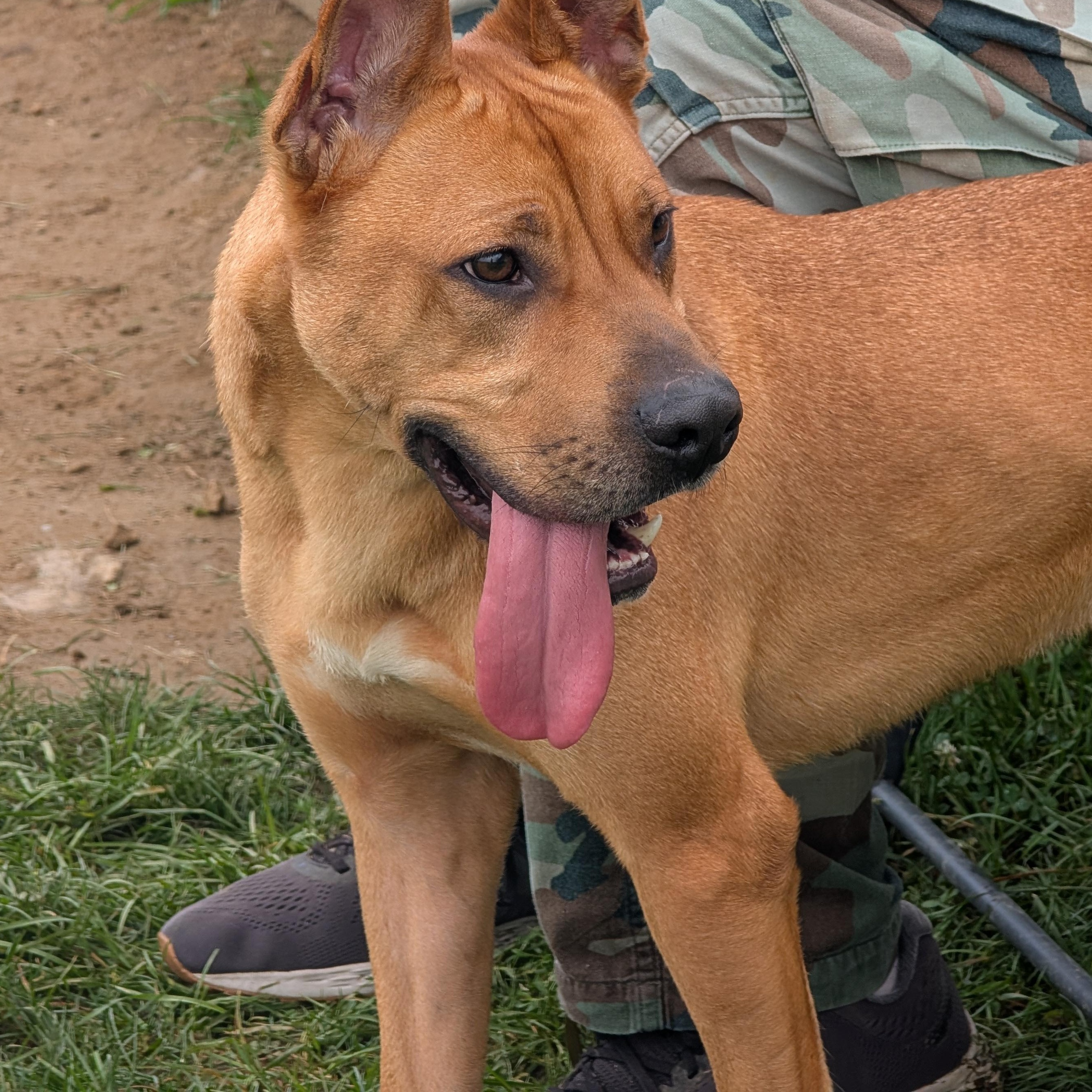 Enlarge 184027 King, a Adoptable Mixed Breed in Ravenna, OH image 2/6