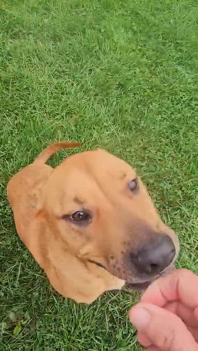 Enlarge 184027 King, a Adoptable Mixed Breed in Ravenna, OH video 6/6