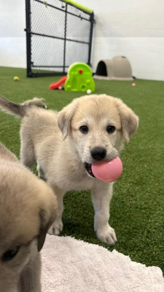 Smoochy Frog, Adoptable, Puppy Male Great Pyrenees & Anatolian Shepherd.