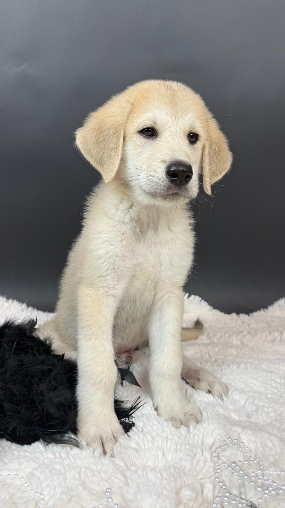 Enlarge Smoochy Frog, a Adoptable mixed breed in Phoenix, AZ image 2/6