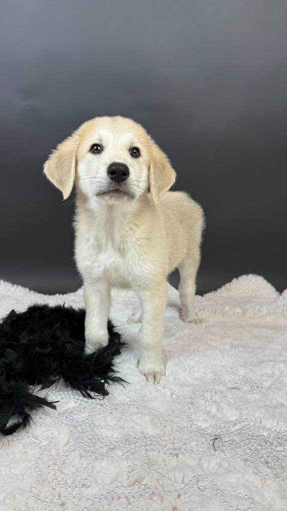 Enlarge Smoochy Frog, a Adoptable mixed breed in Phoenix, AZ image 3/6