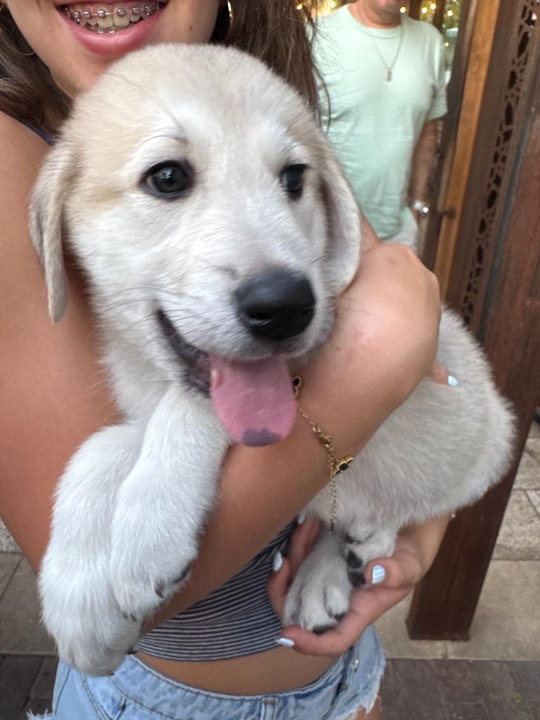 Enlarge Smoochy Frog, a Adoptable mixed breed in Phoenix, AZ image 4/6
