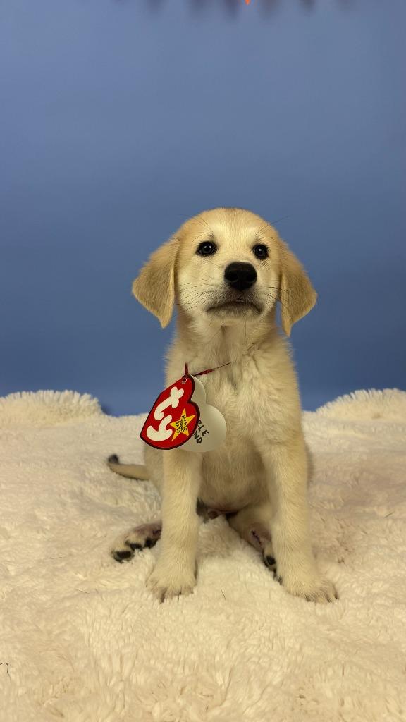 Enlarge Smoochy Frog, a Adoptable mixed breed in Phoenix, AZ image 5/6